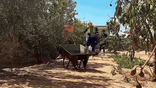 A passionate femboy dives into a raunchy outdoor gangbang with eager companions