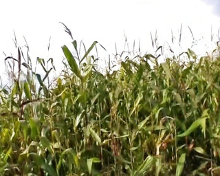Wild lady from Germany adores stuffing a big piece of corn in her muff