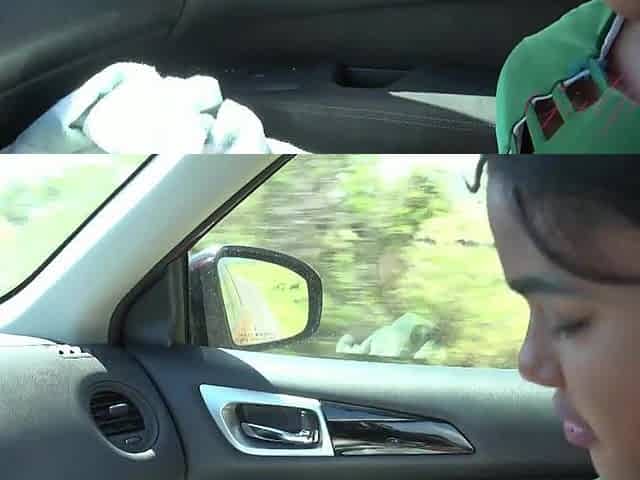 Whilst on safari with Yara Skye this babe sucks u in the back of the car and makes u cum