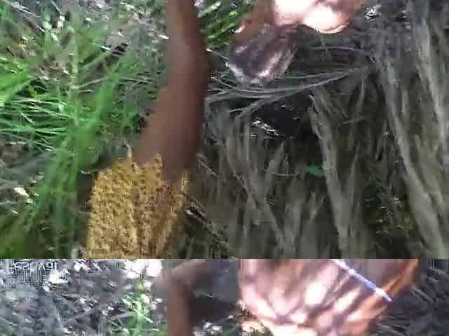 National geographic censored this part due to the way the chief of this Afro tribe was greeted