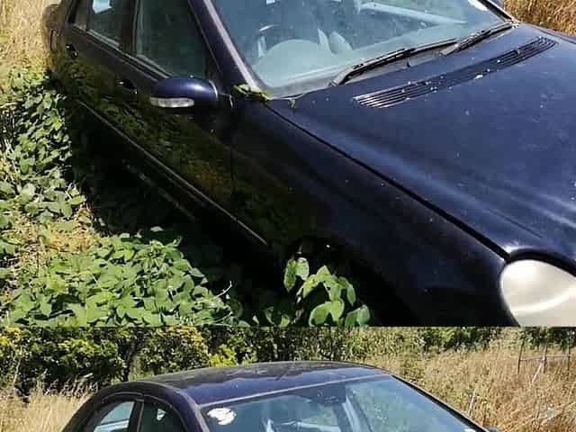 beginning an abandended car after 8 months see the wasps