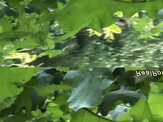 obese chick gets wild banged in the forest