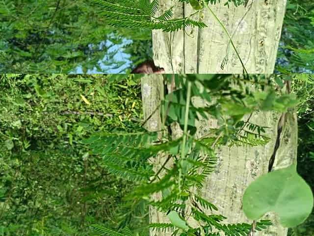 Step Brother Fucking Jungle Side