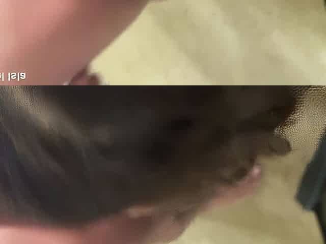 Double Penetration