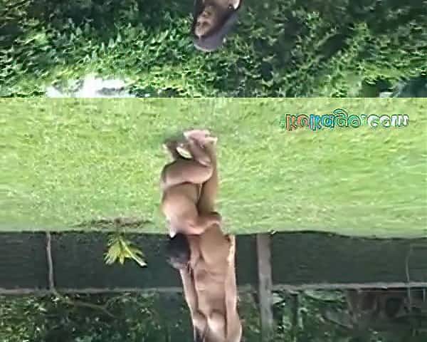 EL ENANITO SE LA FOLLA Y SE CORRE