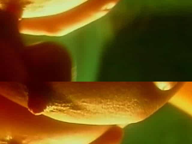 Blonde Bombshell Rides Wild and Gets Fingered to Orgasm