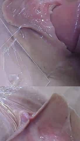 5 Fucking Pussy Spread Far up Close