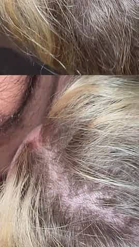 Wife Sucks Cock and Toys Her Ass