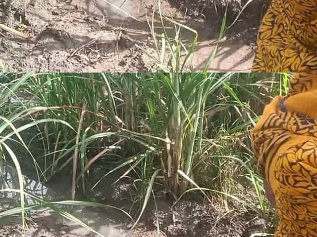 Desi Friend's Wife Holding and Squeezing Breasts in Guava Plantation