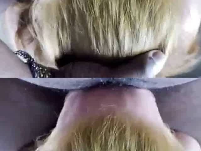 Brain From A Thick Pawg