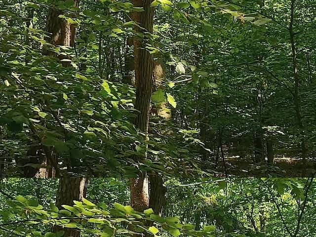 Relaxing forest view, filmed from a tree