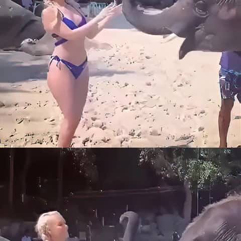J'aime les animaux aussi