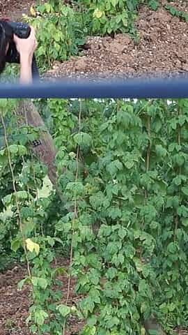In Czech Agriculture