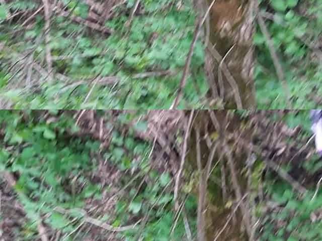 Pleasant cum in throat in the woods - Lesbo_illusion