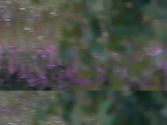 Banged in the throat on the edge of the forest