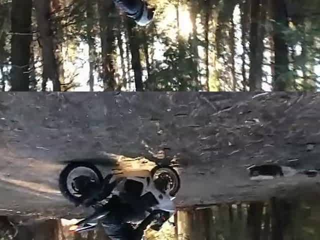 Sex in the Sequoias! We banged on a two,000 year old tree!