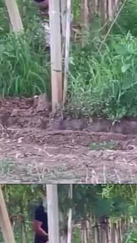 Spying blonde hooker fucking in the woods