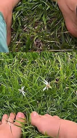 I Let You See My Feet Rubbing and Pressing Against the Grass