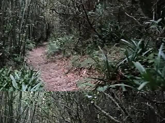 Public Forest Walk, Masturbating and Naked on Webcam