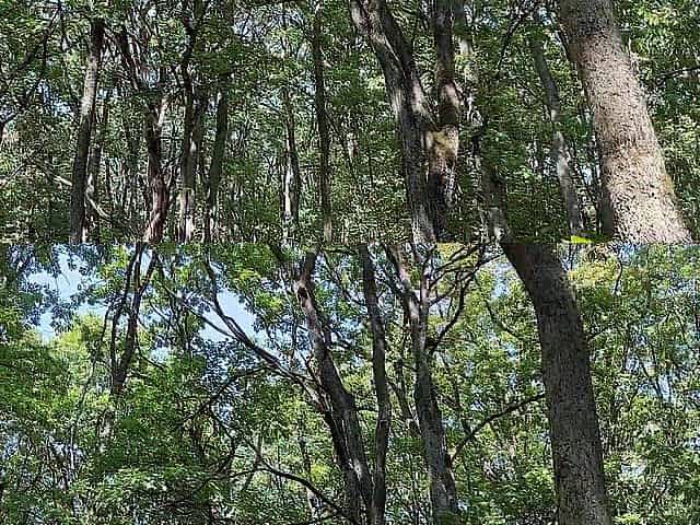 Foot Fetish in the Forest