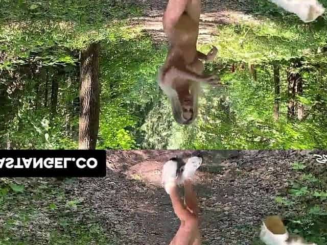 My roommate took me out to the woods so this chab could CREAMPIE my taut snatch