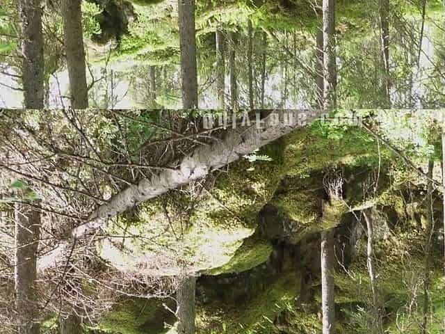 Wet blow job in the wild forest from Alicebong