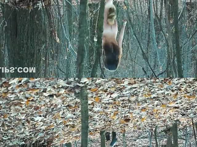 This Woman Gets Fucked Hard In The Woods! (cumshot On Ass)