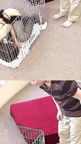 Cute skinny Asian teen secretly fucked by step dad and neighbor
