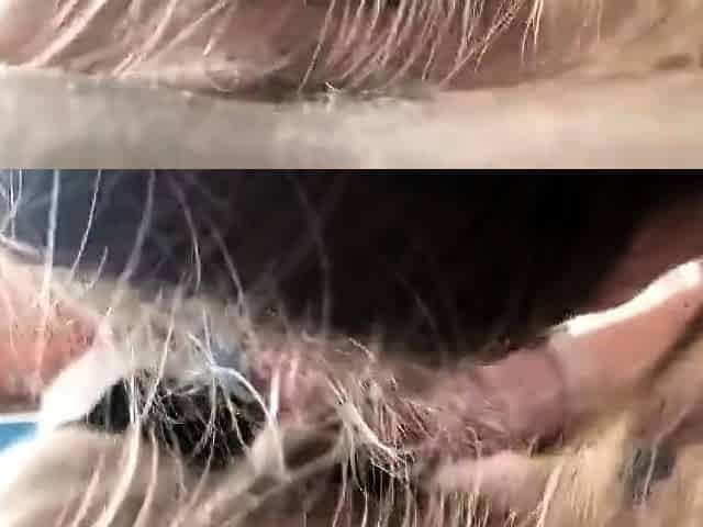 Cute College Girl Gives a Blowjob and Swallows