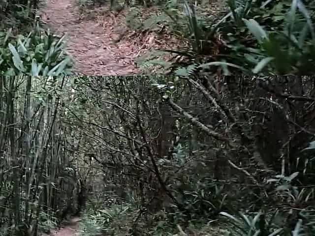 Public Forest Walk, Masturbating and Naked on Webcam