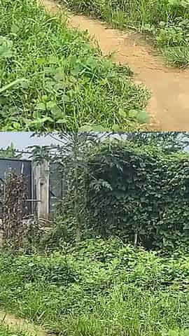 Naughty African Teen Showcasing Their Asses in Broad Daylight