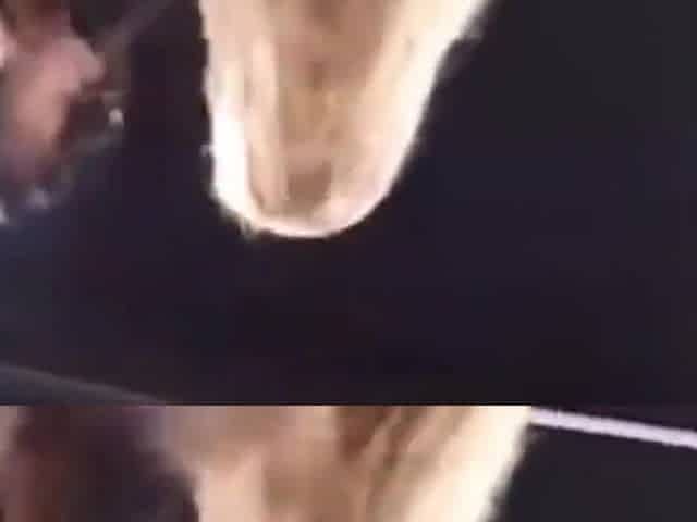 Ring Catfight And Hardcore Fuck With Two Slutty