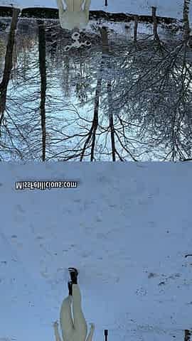 Snow Cow