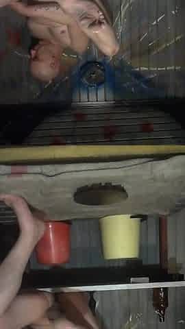 double penetration with toys