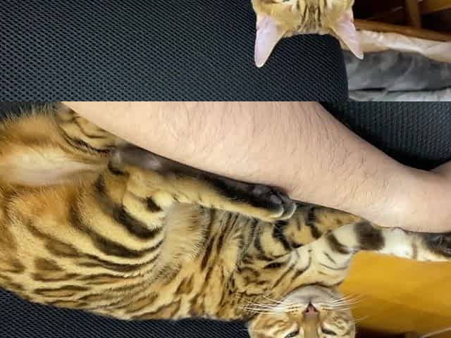 Extremely gorgeous with large tail
