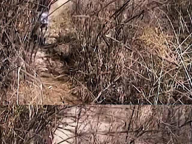 Slim Babe Cody Pleasures Big Cock Rusty In Cowgirl Outdoors