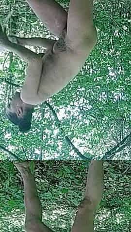 Masturbating in the Forest with an Anal Plug