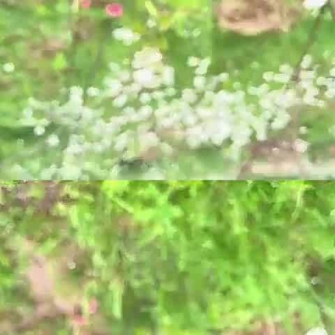 gardend outside pissing joy