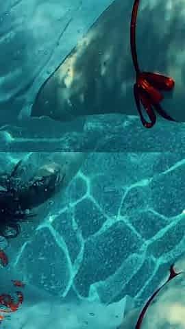 Join Me in the Pool, on My Mv Crush