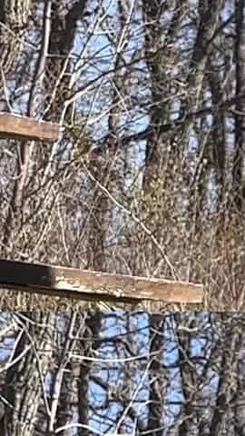 Public Sex in the Park Almost Caught