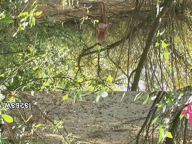 Voyeur watched Miley Weasel on the Beach