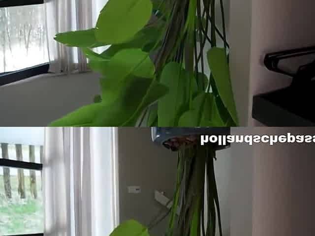 Perverted Milf Daphne Mind-blowing Sex Video