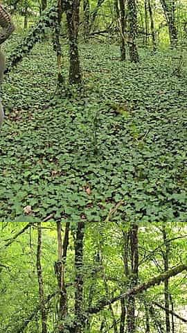 It's Autumn My Lover Fucks My Ass Hard Against a Tree in the Forest with Deep Throat and Squirt
