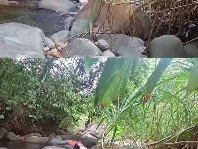 PART ONE. They meet at the river and BANG MY BUTT.. SEX IN THE FOREST alexachris20