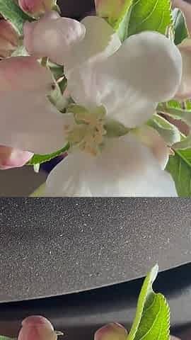 Sneezing From This Flower and It Gets Wild in Car