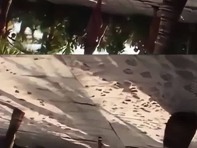 Curvy Skin Ebony Bitches Taking Large Ebony Shlong Party
