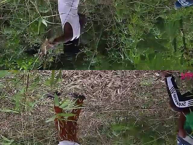 Black bang queen ridding large dong in the bush