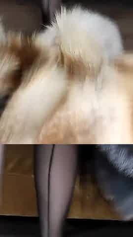 Fuck Fur, Squirt and Pee on Fur