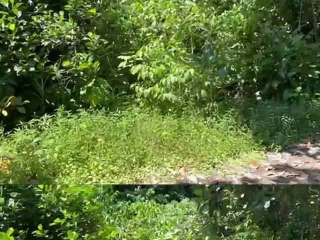 Deserted Trail with the Two Brunettes with the Big Ass