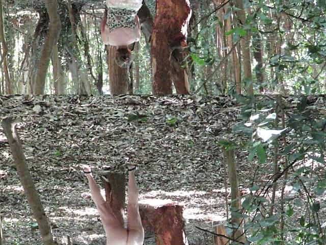 Patricia in the Forest